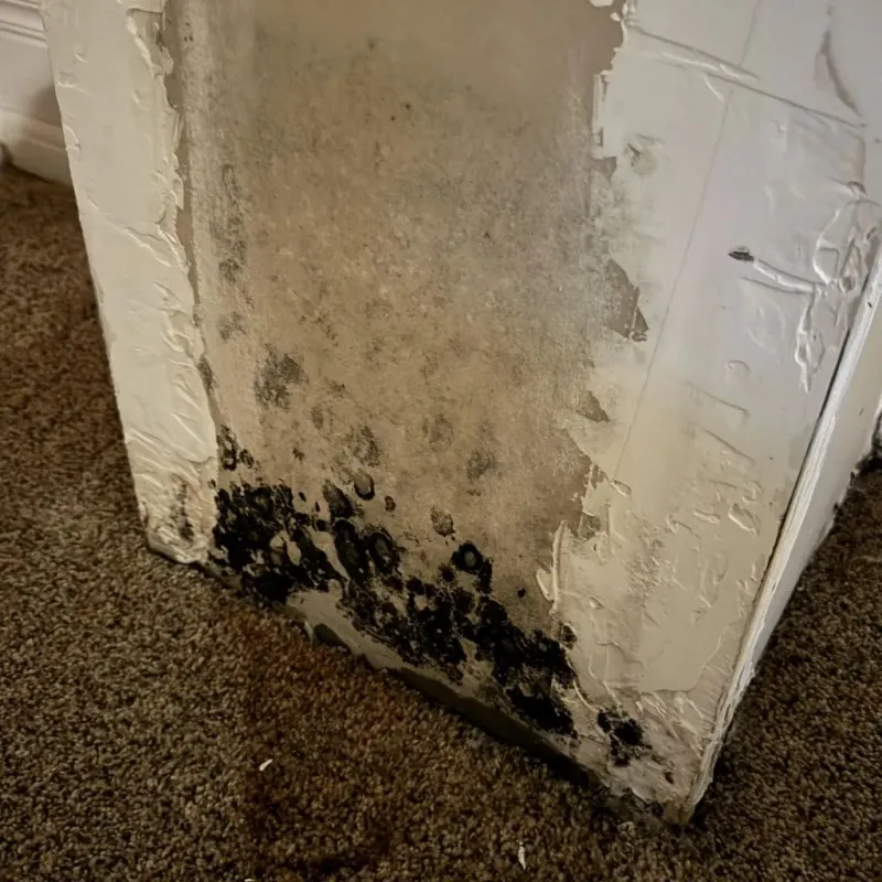 Professional Mold Removal in Ziebach County, SD
